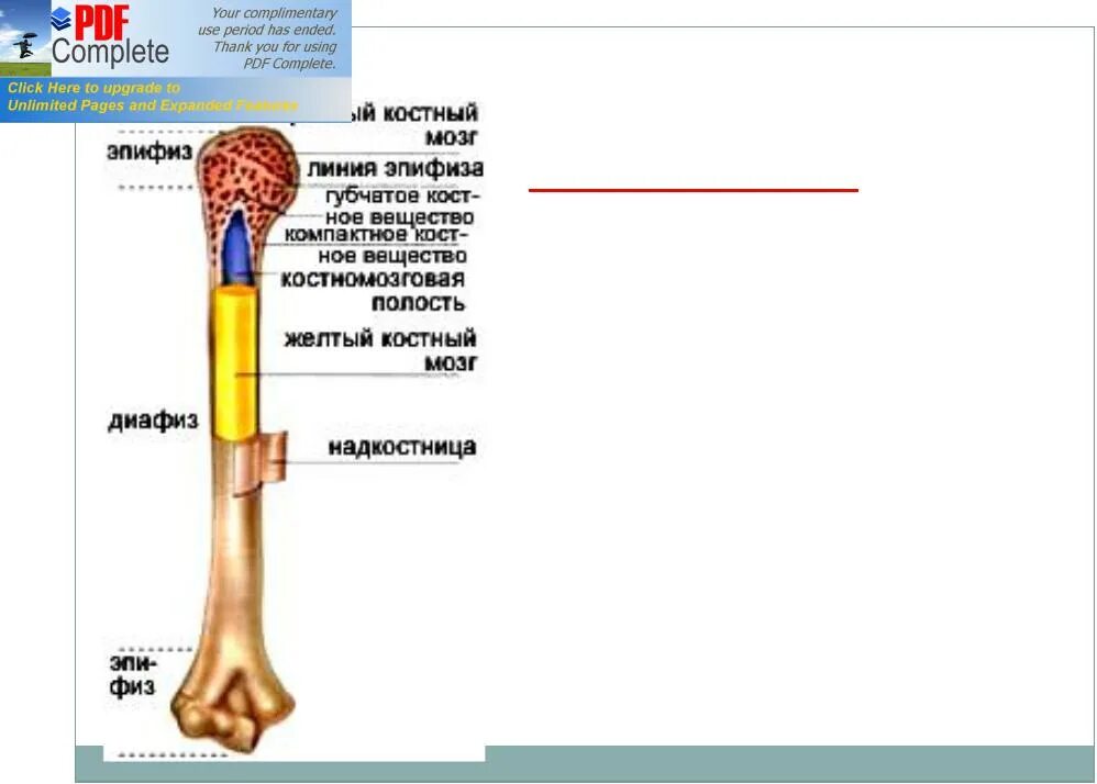 Трубчатая кость красный костный мозг. Эпифиз желтый костный мозг. Красный костный мозг в эпифизах. Красный костный мозг локализован в эпифизах трубчатых костей. Костномозговая полость кости