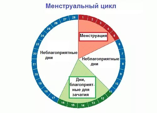 Рассчитать месячные. Цикл менструационного цикла безопасные дни. Безопасные дни для незащищенного акта. Опасные и безопасные дни. Когда можно забеременеть.