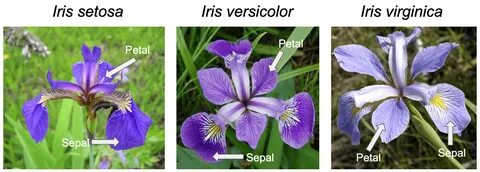 Iris cams