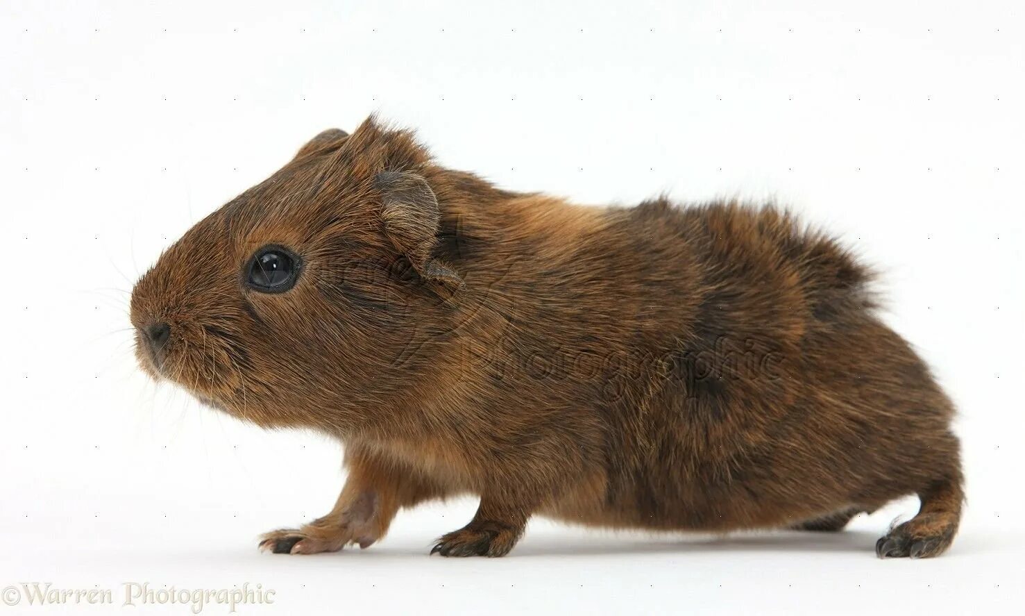 Морская свинка дегу. Золотой агути морская свинка. морская свинка cavia aperea. агути крапчатые морская свинка. морская свинка красная агути.