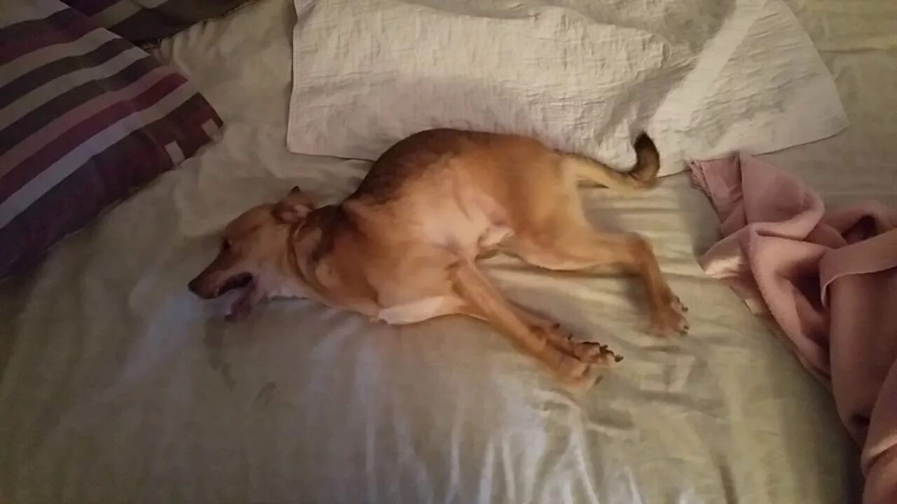 My cat having a seizure - YouTube