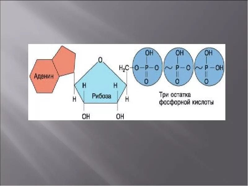 Аденин рибоза три остатка. Аденин рибоза три остатка фосфорной кислоты это. Аденин рибоза и 3 остататка фосфорной кислоты. Аденин рибоза остаток фосфорной кислоты.