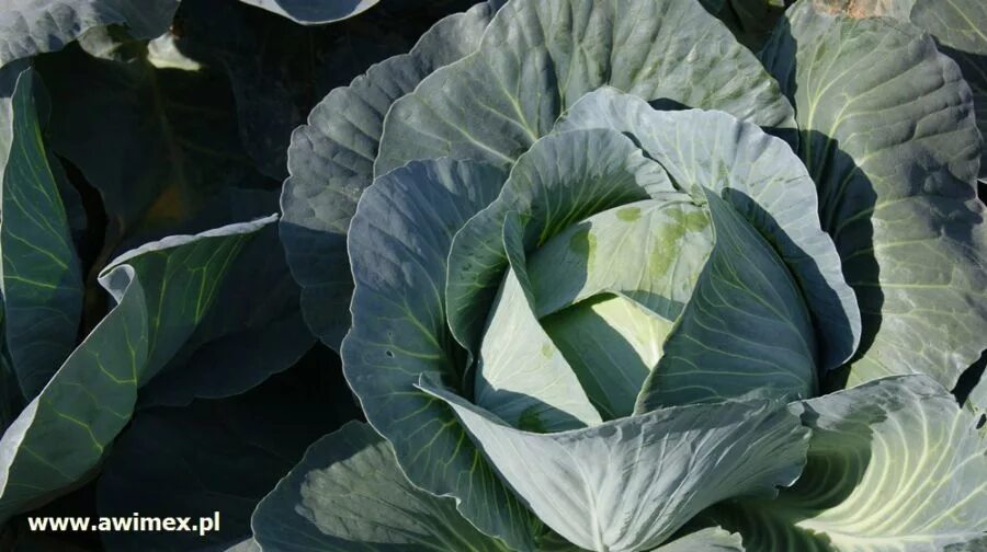 Капуста профессор f1. Капуста агрессор f1 2500сем. Семена капуста б/к агрессор f1. Капуста б/к профессор f1. Капуста агрессор f1.