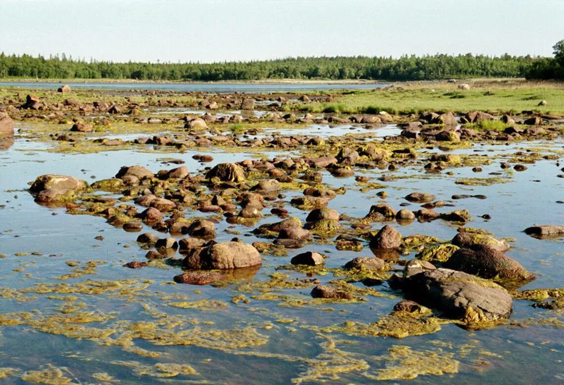 Соленые водоросли. Соловецкие водоросли. Соловки водоросли. Соловецкие острова водоросли. Добыча водорослей на Соловках.