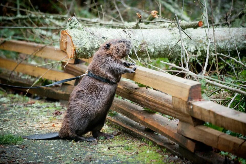 канадский бобр (castor canadensis). работают бобры. работают бобры. бобр заповедник азас. речной бобр западносибирский подвид.