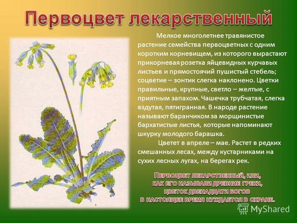Многолетних травянистых растений признаки