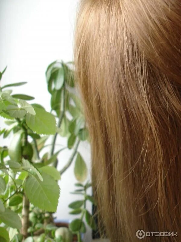 Soft wheat and and honey tones...hair: Larry Webb HairbyLare Tone hair, Hair col