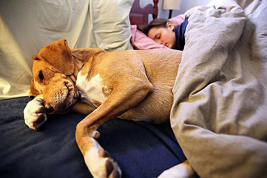 Почему собака любит спать. Кровать для собаки. Сон животных.