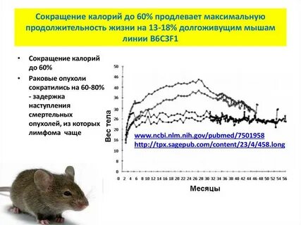 Средняя жизнь крысы