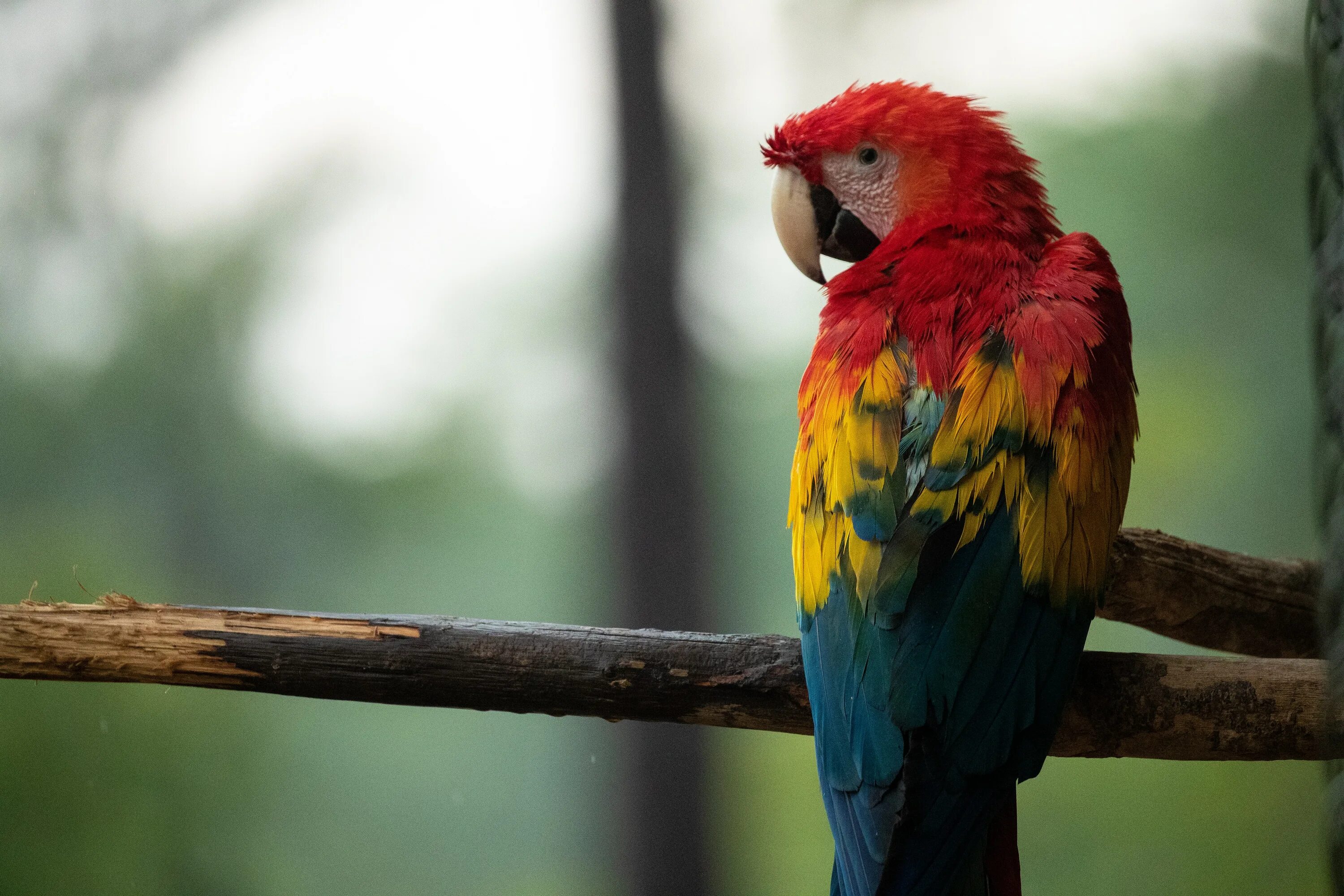 I ve parrot. Попугай аратинга красный. Попугай аратинга желтый. Попугай Паррот. Розелла (птица).