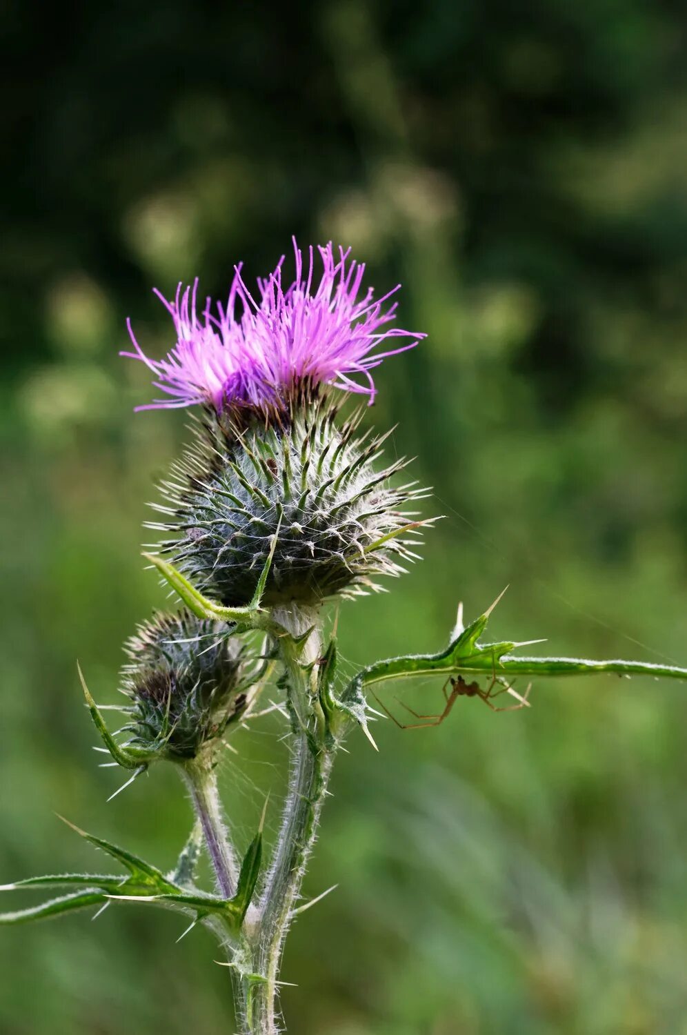 Сорняк чертополох carduus. Чертополох тернистый читать. Чертополох тернистый читать. Чертополох холмовой. 10.