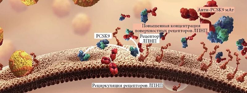 Повышенные уровень функция pcsk9. Ингибиторы pcsk9. рецепторы pcsk9. pcsk9 препараты. блокатор pcsk9.