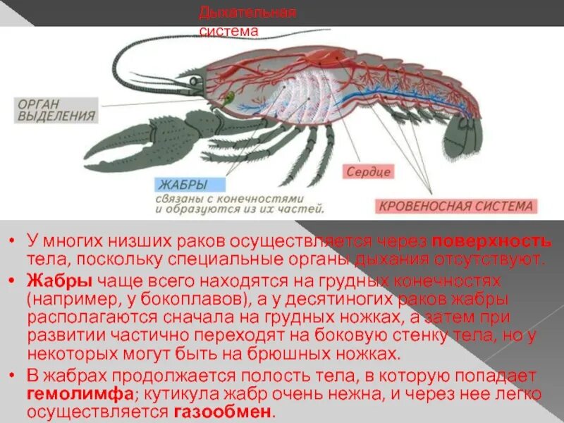 Дыхательная система жабры у членистоногих. Гемолимфа у ракообразных. Бокоплав кровеносная система. Кровесносаная система Речной ра. Речной рак дышит при помощи жабр растворенный