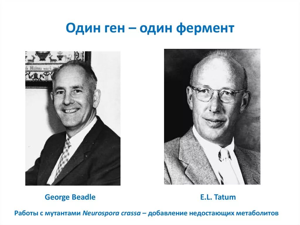 1 ген 1 полипептид. 1 Ген 1 фермент. Бидл Джордж Татум. Теория один ген один фермент.