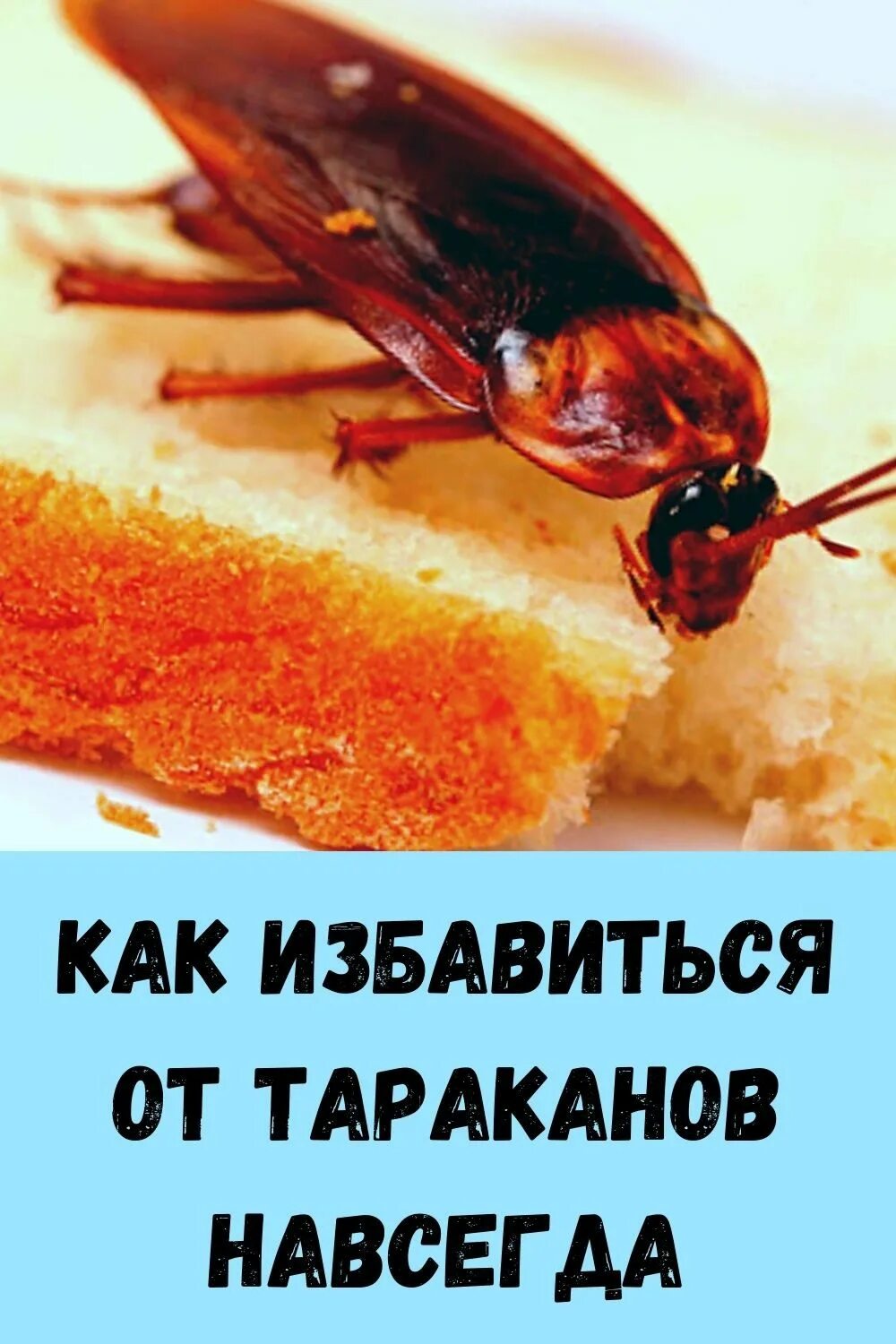 Можно ли избавиться от тараканов. Как избавиться от тараканчиков. как избавиться от тараканов. как избавиться от тараканов в квартире. и̥ͦз̥ͦб̥ͦа̥ͦв̥ͦи̥ͦт̥ͦс̥ͦя̥ͦ о̥ͦт̥ͦ т̥ͦа̥ͦр̥ͦа̥ͦк̥ͦа̥ͦн̥ͦо̥ͦв̥ͦ.