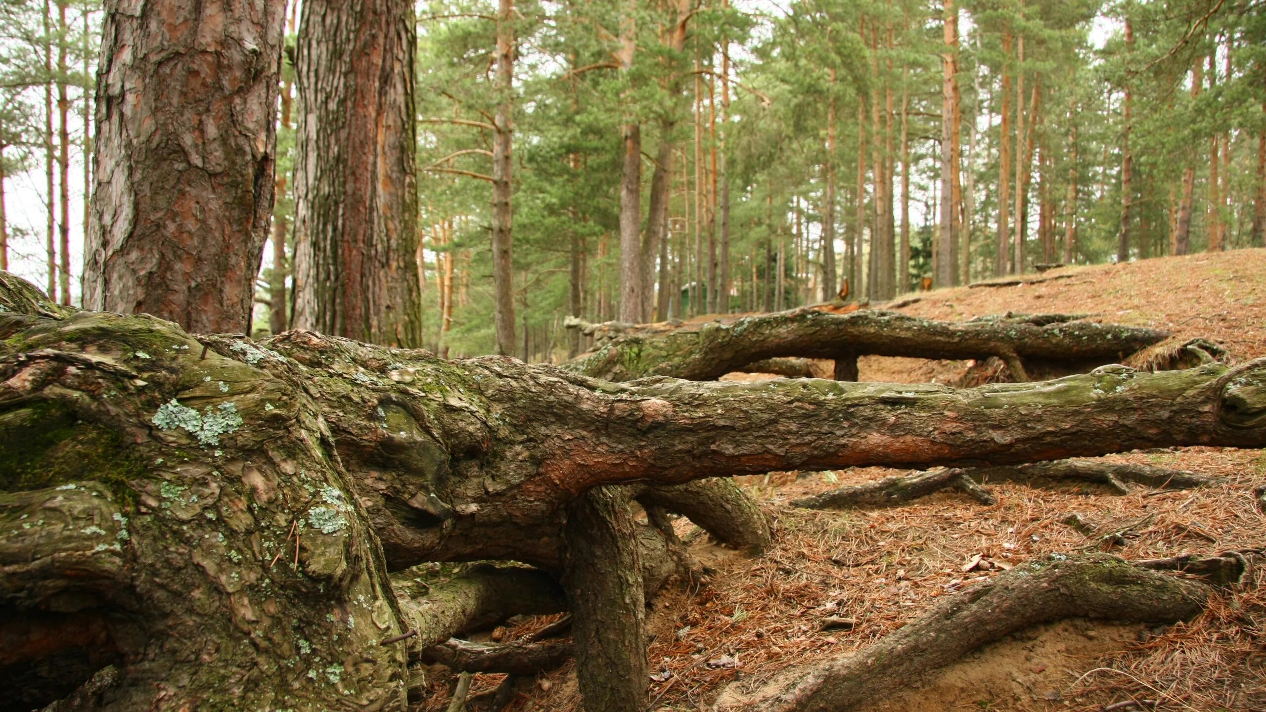 Канада упавшая сосна. Сосновый лес. Упавшая сосна. Поваленное дерево в лесу. Сосна монрепо 522.