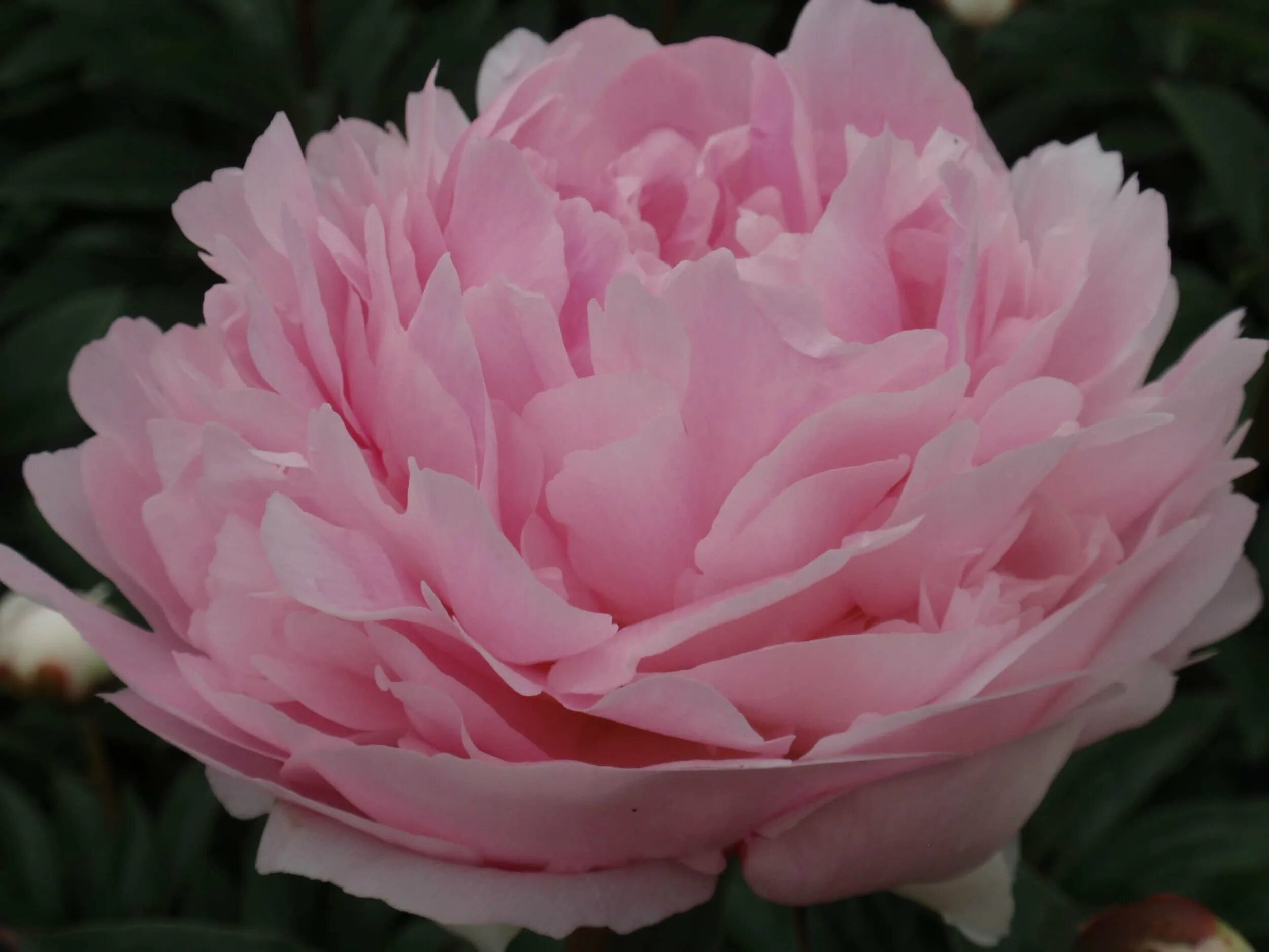Lady Anna R2 Flowers BV Peonies - YouTube