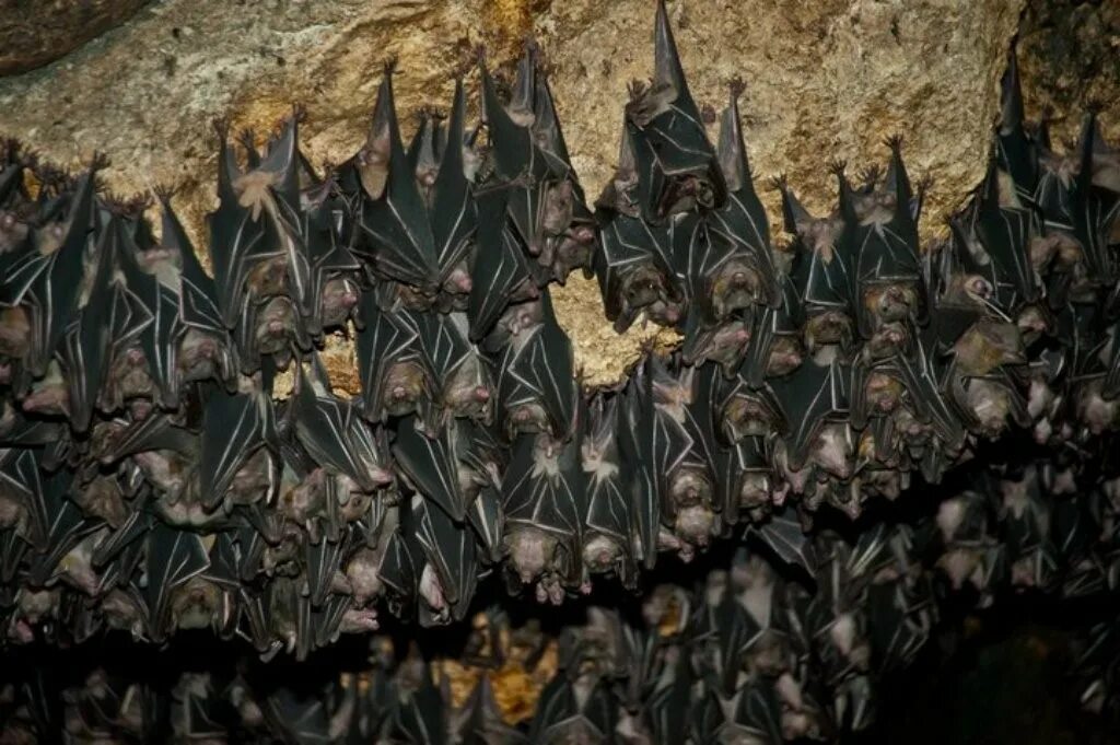 Стайка летучих мышей. Колония летучих мышей. Стая летучих мышей. Летающие животные. Колония летучих мышей.
