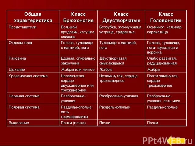 Класс брюхоногие моллюски таблица. Класс двустворчатые моллюски 7 класс биология таблица. общая характеристика типа моллюски 7 класс биология таблица. характеристика типа моллюски таблица 7 класс. таблица по биологии 7 класс классы моллюсков.