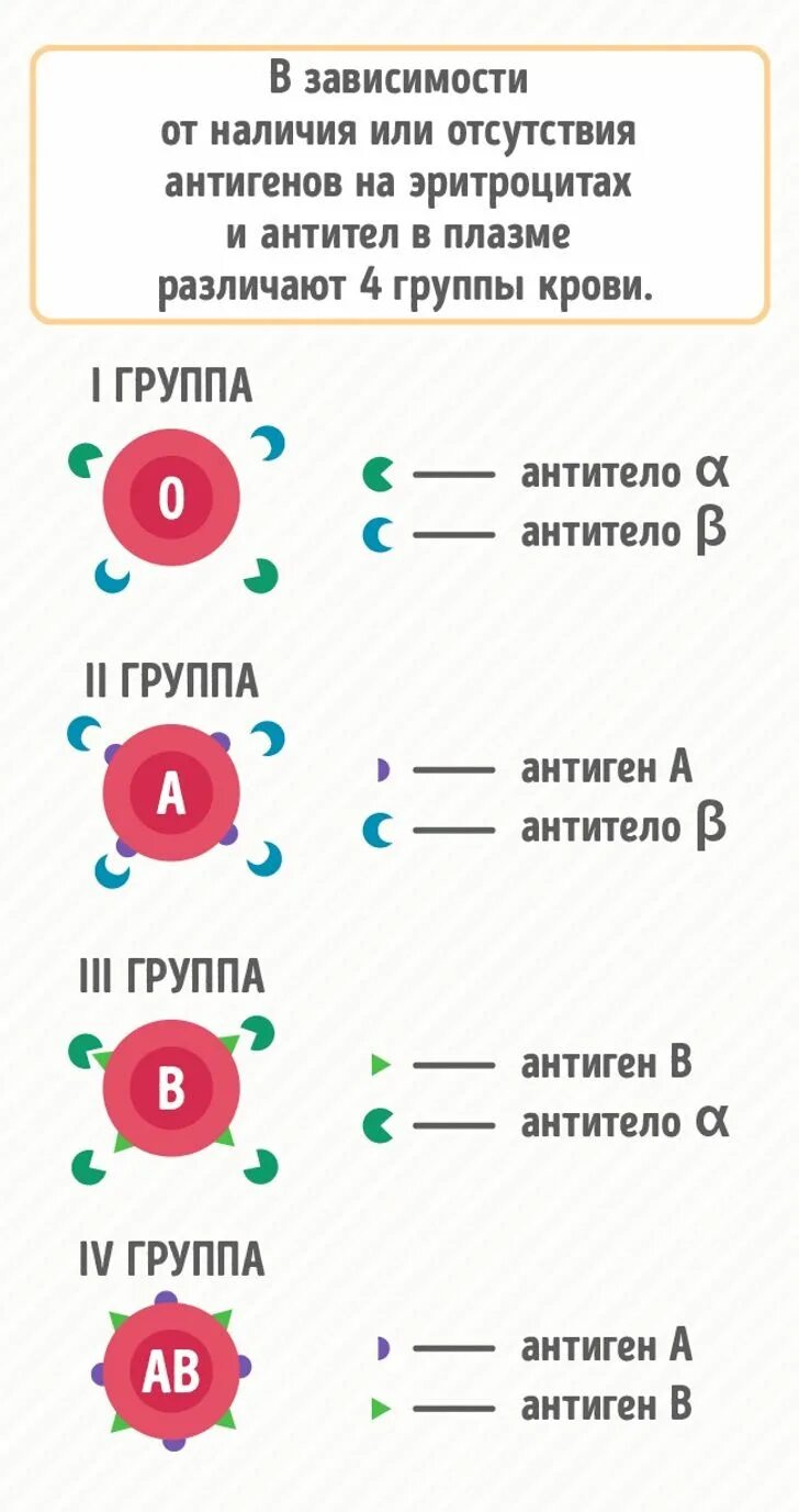 Группы крови названия. Группа крови. Кровь группы крови. Gruppa krova. Положительная группа крови.