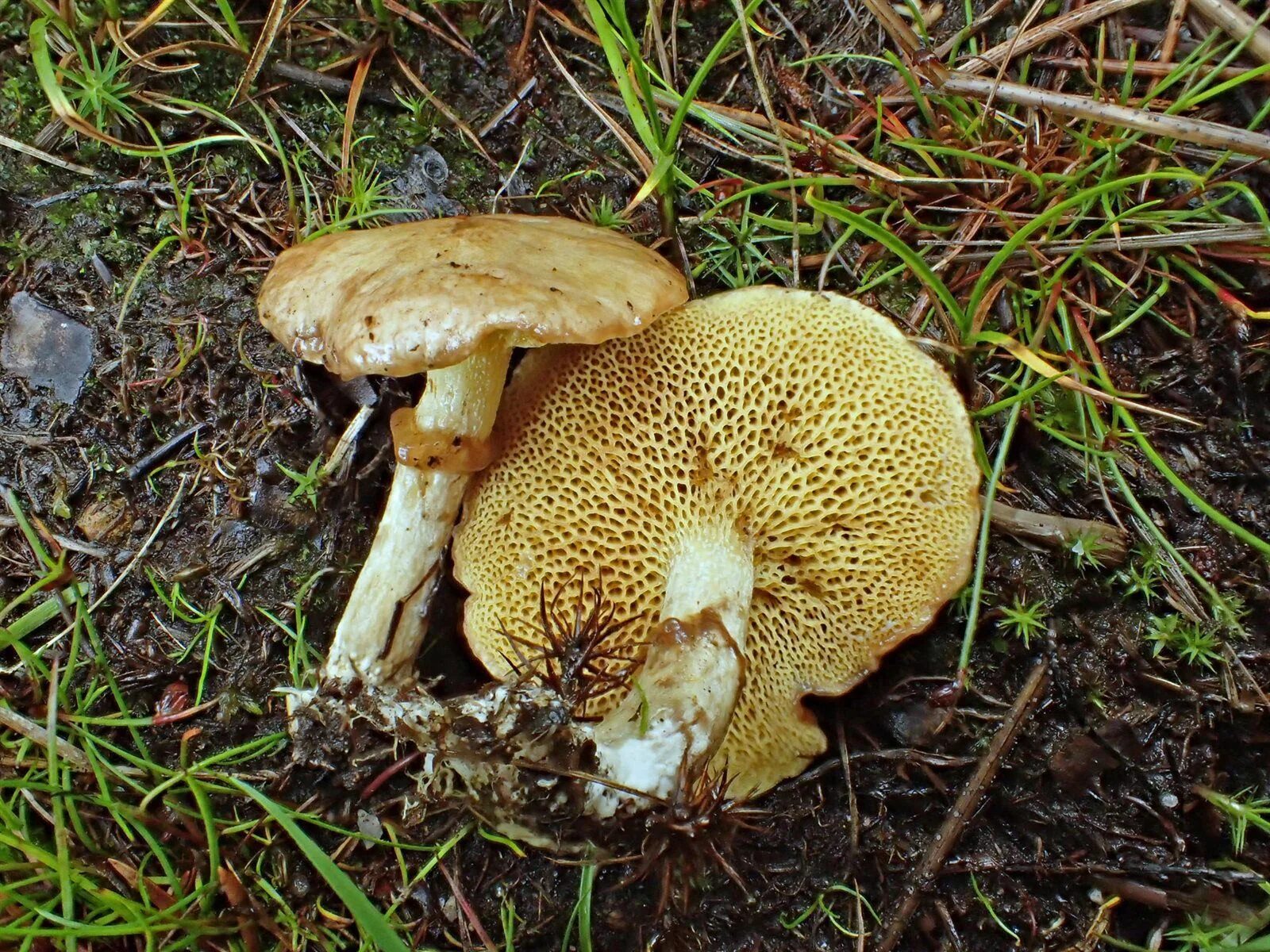 Трубчатый гриб 7. Маслёнок желтоватый болотный. Масленок желтоватый (болотный). Моховик болотный. Моховик пороспоровый.