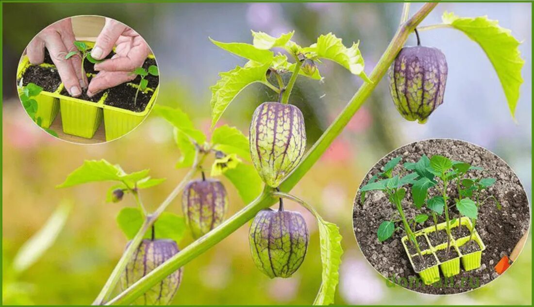 Физалис ягодный. Физалис кустарник. Физалис выращивание из семян. Физалис выращивание из семян. Физалис ягодка семена.