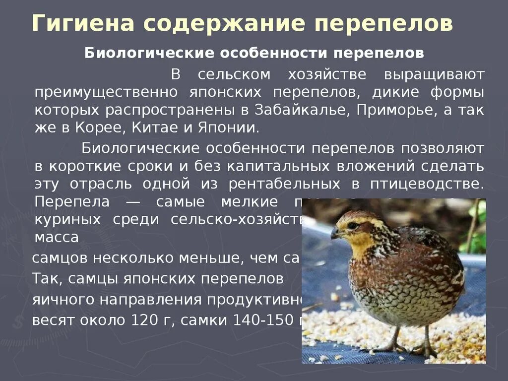 Температура содержания перепелов. Режим содержания перепелов. содержание перепелов. нормы содержания перепелов. содержание перепелок.