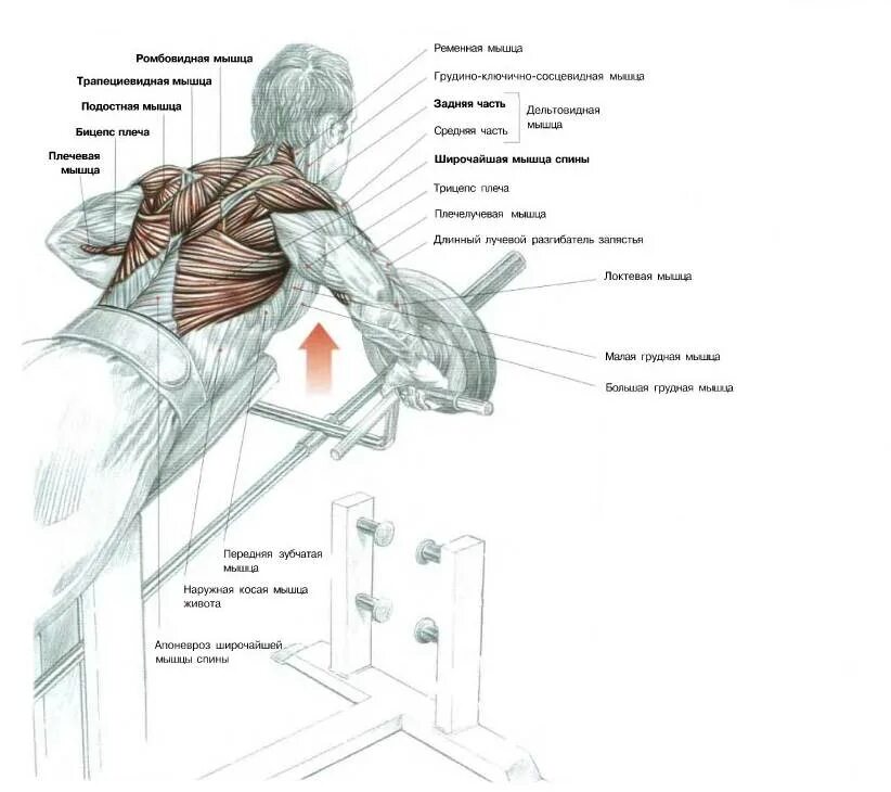 Штанга поясница. Тяга-т грифа в тренажере с упором для груди. Тяга т образного грифа в наклоне с упором. Тренажер тяга т грифа на спину. Тяга т-грифа с упором в грудь какие мышцы.