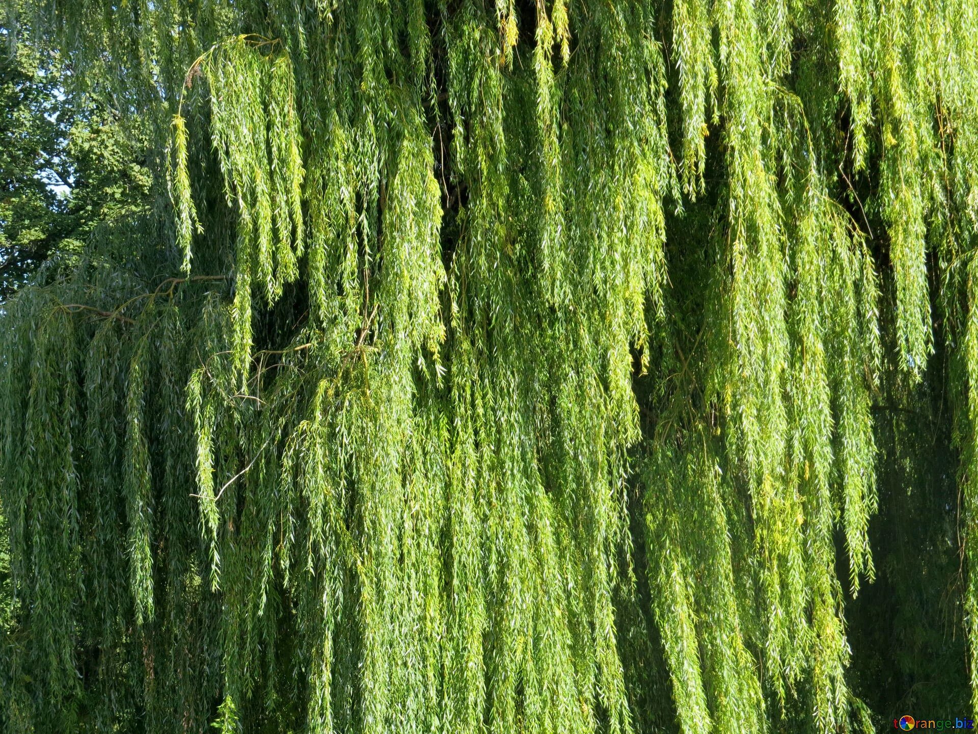 Ива не плакучая дерево. Ива белая плакучая. Ива плакучая декоративная. Weeping Willow/плакучая Ива.