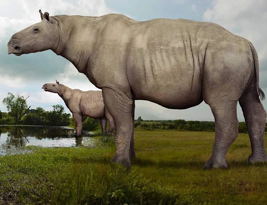 3 5 животных на суше. Парацератерий и Индрикотерий. Гигантский носорог Индрикотерий. Paraceratherium linxiaense. Безрогий носорог – индрикотерия.