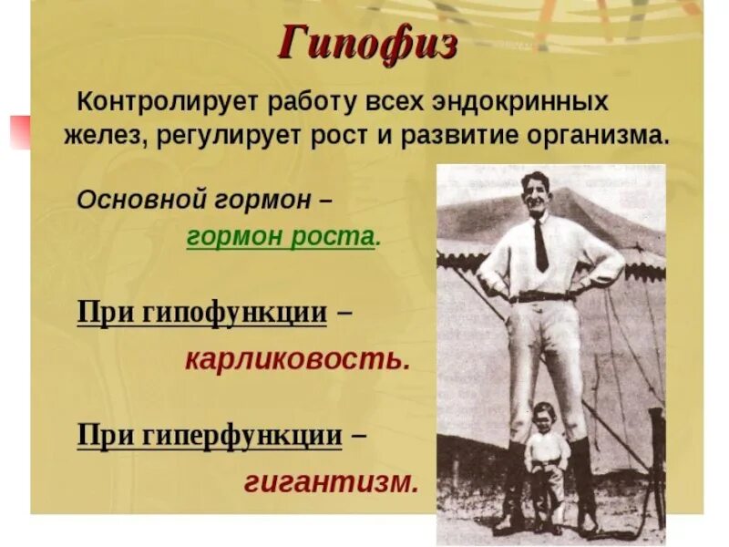 Церебрально гипофизарный нанизм. Какими чертами обладают гипофизарные лилипуты. Синдром карликовость у детей. Гипофизарный нанизм этиология и патогенез. Гипофизарный карликовый рост.