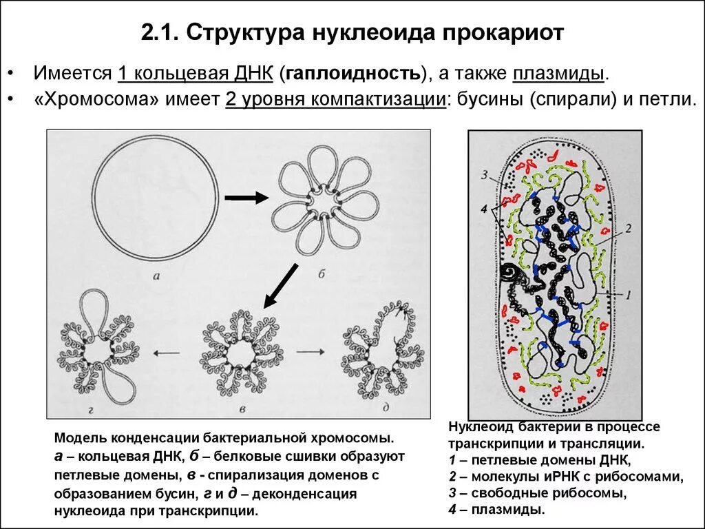 Форма кольцевой днк. Строение хромосомы бактериальной клетки. Нуклеоид бактерий функции. Компактизация ДНК У прокариот. Нуклеоид бактерий строение.