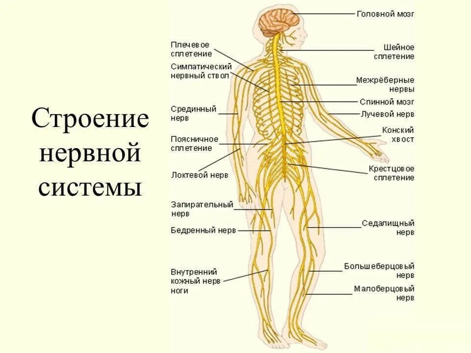 2 нервные системы человека