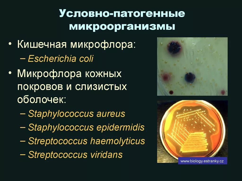 Болезнетворная бактерия 7. Условно патогенные стафилококки. Условно-патогенные микроорганизмы это микробиология. Патогенные микроорганизмы это микробиология. Условнопатогенные микроорганищмы.