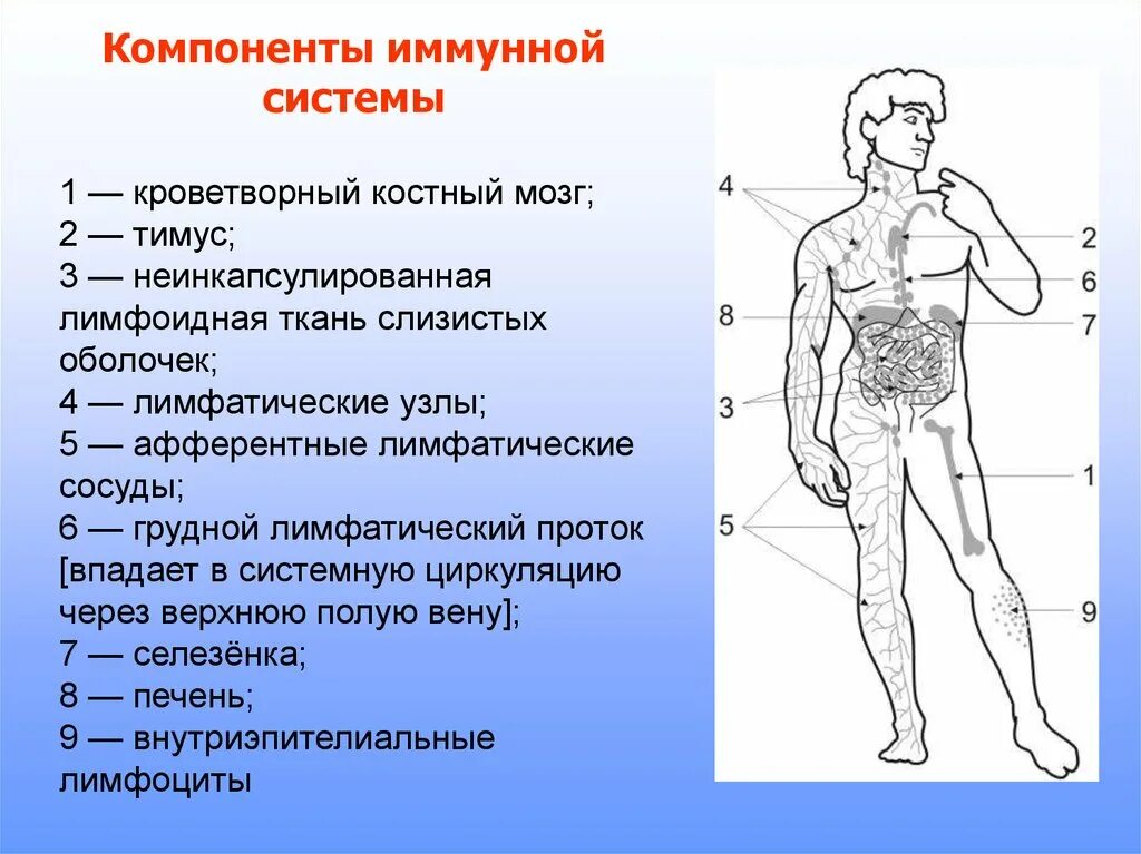 Какой элемент иммунной системы. Компоненты иммунной системы. органы иммунной системы человека. иммунная система человека схема. основные компоненты иммунной системы.