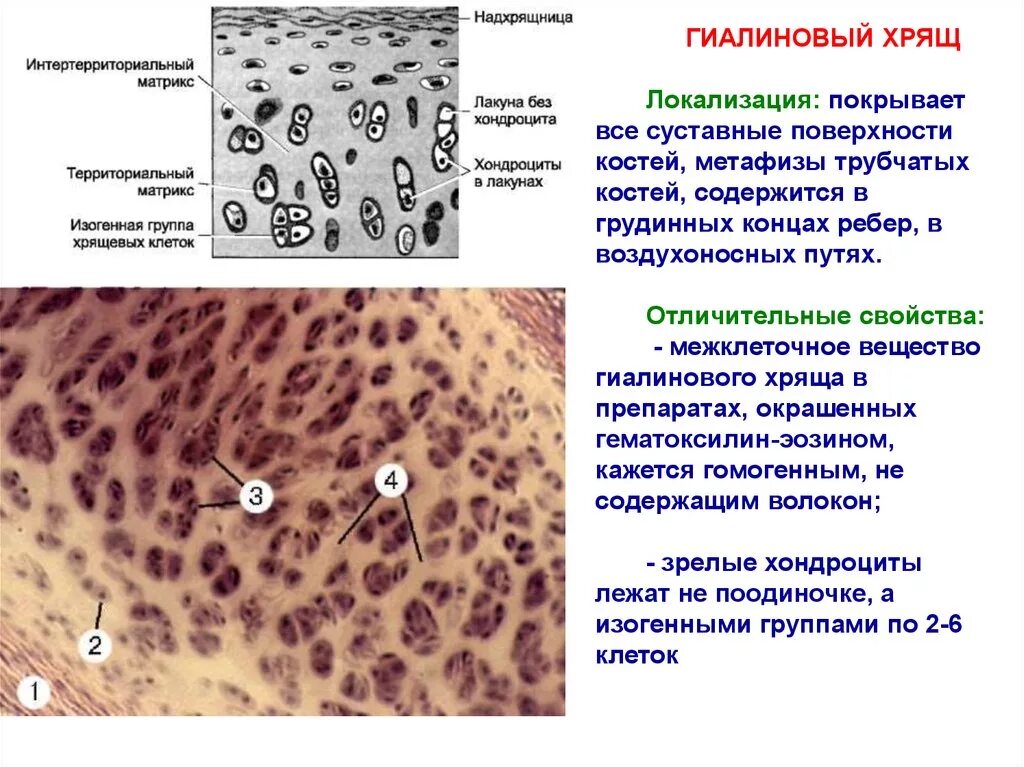 Изогенные группы. Межклеточное вещество гиалинового хряща. Соединительная ткань гиалиновый хрящ. Межклеточное вещество гиалиновой хрящевой ткани зоны. Гиалиновая хрящевая ткань строение.