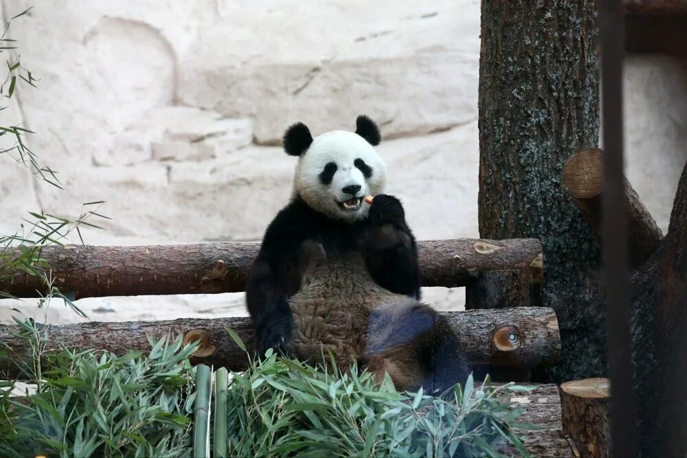Сколько панд в московском зоопарке. Панды жуи и Диндин. Панда в Московском зоопарке. Московский зоопарк Москва Панда. Ижевск зоопарк Панда.