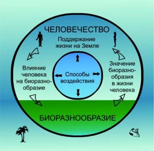 Условие необходимое для поддержания жизни. Влияние человека на биологическое разнообразие. Воздействие человека на биоразнообразие. Значение сохранения биоразнообразия. Роль биоразнообразия в жизни человека.