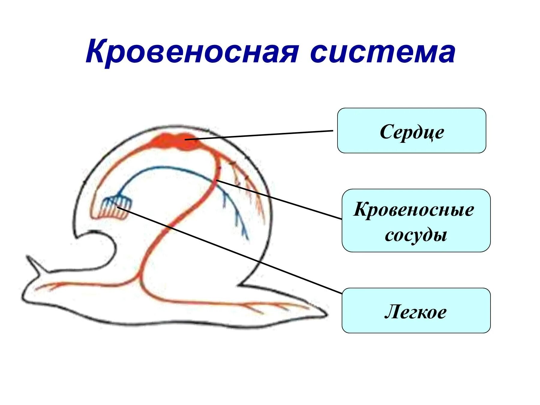 Моллюски имеют сердце. Незамкнутая кровеносная система у моллюсков. Брюхоногие моллюски кровеносная система. Схема строения кровеносной системы моллюсков. Схема кровеносной системы брюхоногих моллюсков.