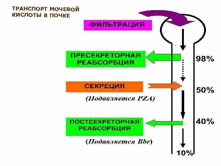 Тест на мочевую кислоту. Экскреция мочевой кислоты почками. Реабсорбция мочевой кислоты. Нарушение обмена мочевой кислоты. Метаболизм мочевой кислоты.