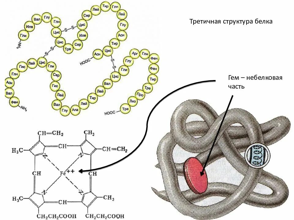 Белки 11 класс биология. Третичная структура белка строение. Третичная структура белка это структура. Третичная структура белковой молекулы. Третичная структура белка схема.