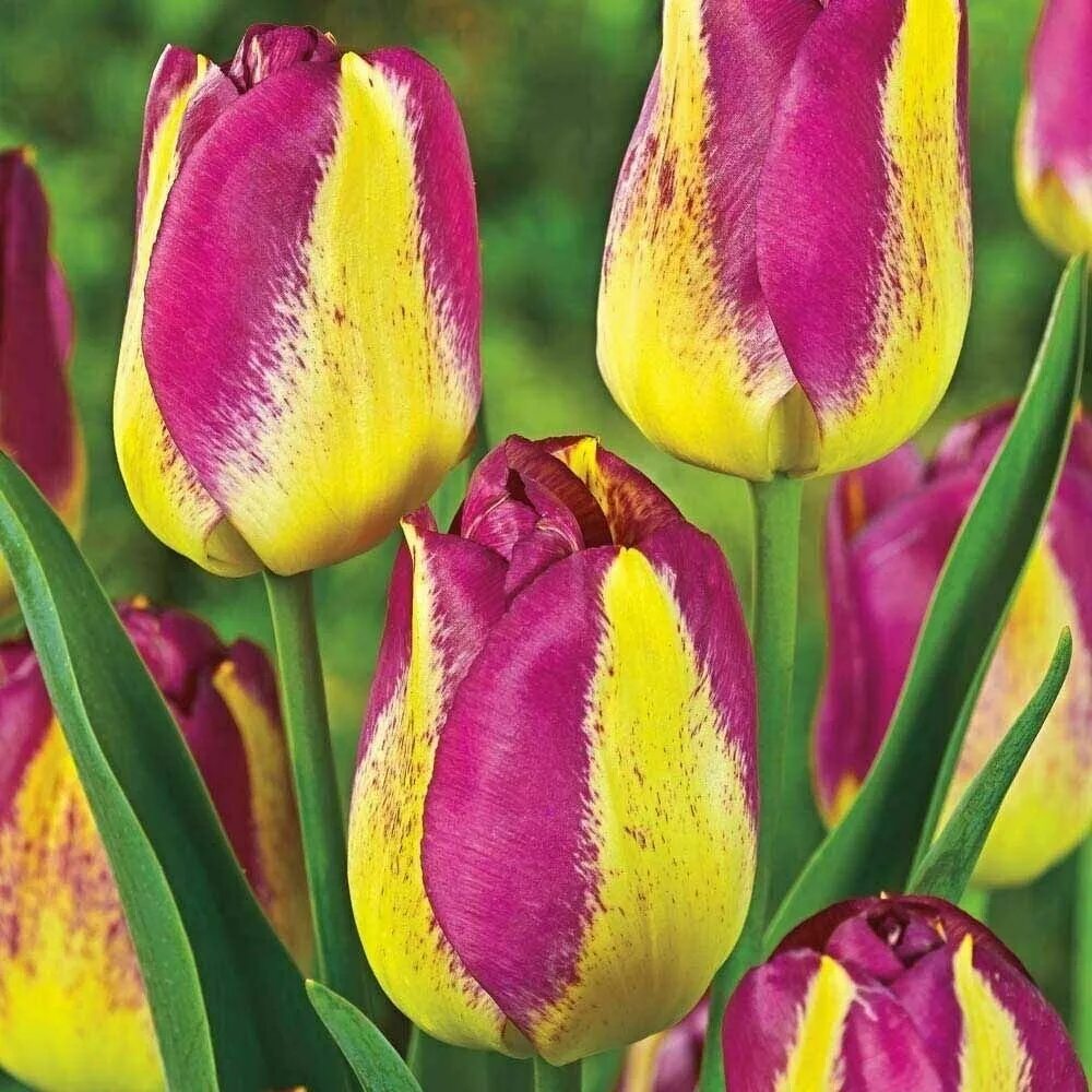 Луковицы Тюльпан LeFlower купить по выгодной цене в интернет-магазине OZON (5649