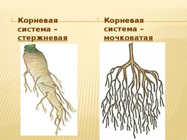 Стержневая корневая система состоит из