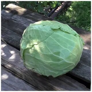 Капуста июньская