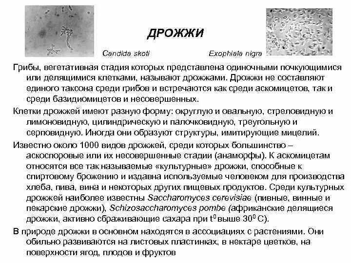 Дрожжевые клетки в моче повышены. Дрожжи аскомицеты. Дрожжи в моче. Тело дрожжей представлено одиночными клетками. Делящиеся клетки дрожжей.