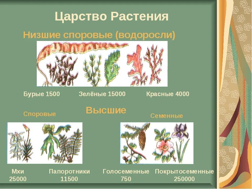 Высшие споровые растения это царство. Низшие высшие споровые семенные растения. Низшие споровые растения. Нишии споровые растения. Систематические группы водорослей