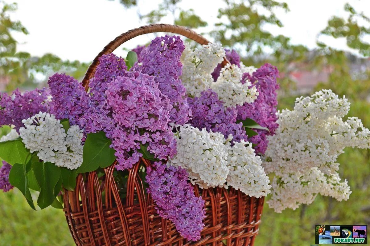 Фото корзины сирени. Сирень ландыши черемуха. Фото корзины сирени. Сирень и ландыши букет. Букет сирени в корзине.