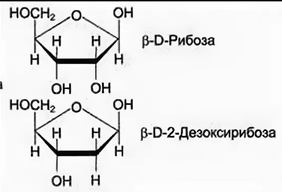 Биологическая роль рибозы. Функции рибозы и дезоксирибозы. Рибоза и дезоксирибоза. Гликозид дезоксирибозы. Рибоза функции.