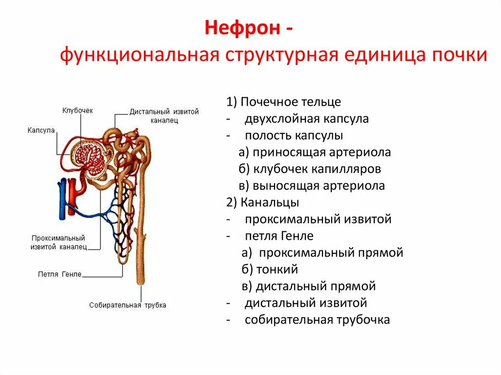 Какие структуры входят в нефрон. Нефрон почки строение и функции. функция капсулы нефрона почки. строение структурно-функциональных единиц почек нефрон. нефрон строение функции анатомия.