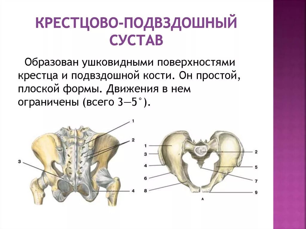 Лобковая и седалищная кости полуподвижные. Крестцово-подвздошный сустав образован. Крестцово-подвздошный сустав плоский. Крестцово-подвздошный сустав функции. Кости образующие крестцово-подвздошный сустав.